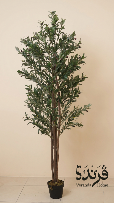 شجرة زيتون 210 سم