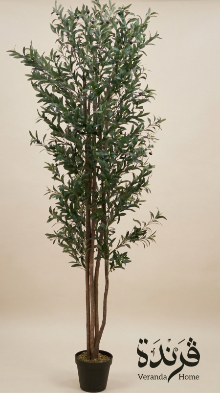 شجرة زيتون 250 سم