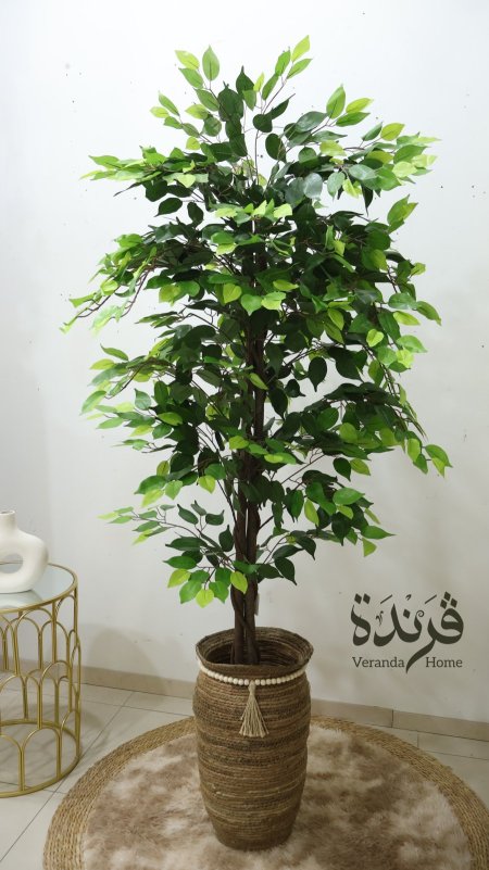 شجرة ليمون طول 180 سم